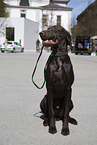 sitting German shorthaired Pointer