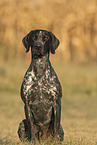male German shorthaired Pointer