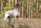 male German shorthaired Pointer
