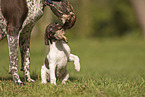 German shorthaired Pointer