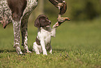 German shorthaired Pointer