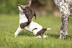 German shorthaired Pointer