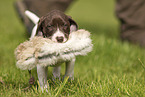 German shorthaired Pointer Puppy