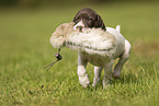 German shorthaired Pointer Puppy