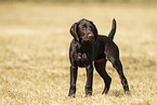 young German shorthaired Pointer