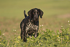 male German shorthaired Pointer
