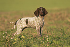 young German shorthaired Pointer