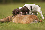 2 German shorthaired Pointer Puppies