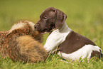 German shorthaired Pointer Puppy