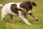 German shorthaired Pointer Puppy