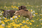 male German shorthaired Pointer