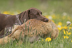 male German shorthaired Pointer