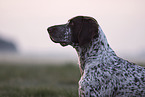 male German shorthaired Pointer