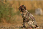 young German shorthaired Pointer