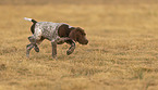 young German shorthaired Pointer