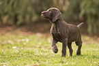 German shorthaired Pointer Puppy