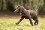 German shorthaired Pointer Puppy