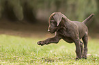 German shorthaired Pointer Puppy