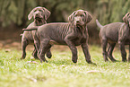 3 German shorthaired Pointer Puppies