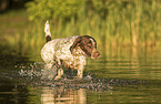 male German shorthaired Pointer
