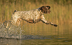 male German shorthaired Pointer