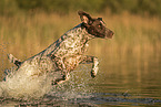 male German shorthaired Pointer