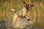 male German shorthaired Pointer