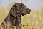 German shorthaired Pointer Portrait