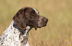 male German shorthaired Pointer