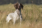 male German shorthaired Pointer