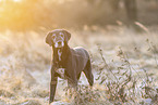 German-Shorthaired-Pointer-Mongrel