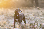 German-Shorthaired-Pointer-Mongrel