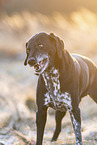 German-Shorthaired-Pointer-Mongrel