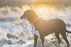 German-Shorthaired-Pointer-Mongrel