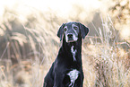 German-Shorthaired-Pointer-Mongrel