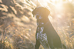 German-Shorthaired-Pointer-Mongrel