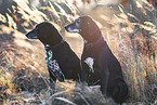 German-Shorthaired-Pointer-Mongrel