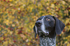 German shorthaired Pointer in autumn