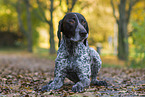 German shorthaired Pointer in autumn