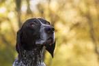 German shorthaired Pointer in autumn