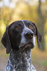 German shorthaired Pointer in autumn