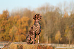 German shorthaired Pointer in autumn