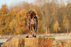 German shorthaired Pointer in autumn
