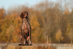German shorthaired Pointer in autumn