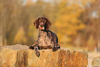 German shorthaired Pointer in autumn