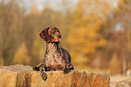 German shorthaired Pointer in autumn