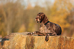 German shorthaired Pointer in autumn