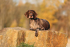 German shorthaired Pointer in autumn