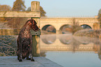 German shorthaired Pointer in autumn