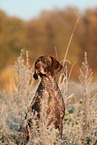 German shorthaired Pointer in autumn